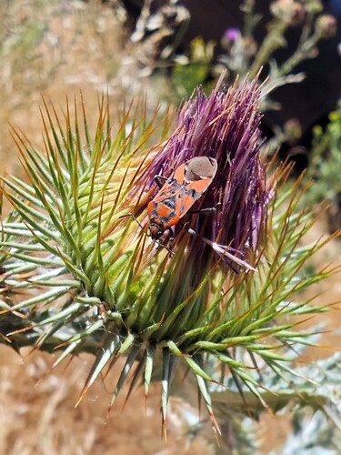 Indian Milkweed Bug