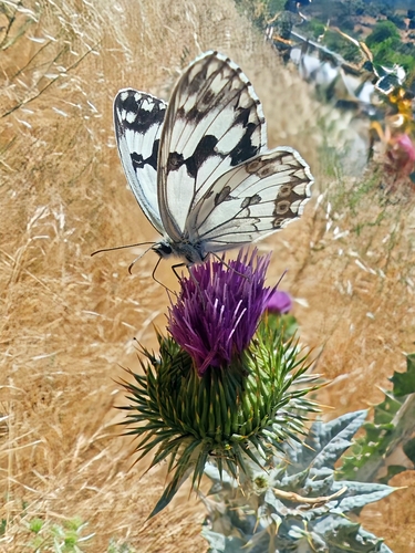 Iberian marbled white