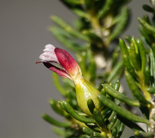 Drummondita hassellii
