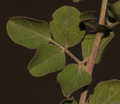 Indigofera superba