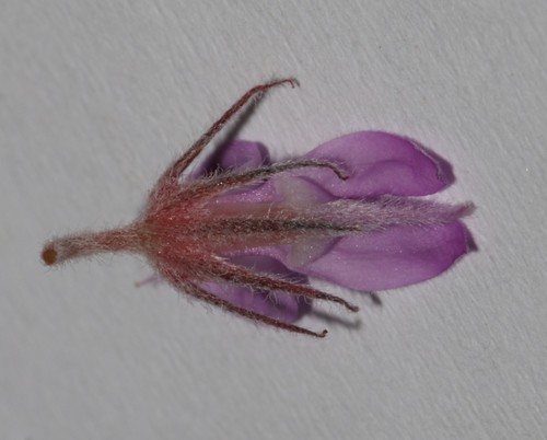 Image of Indigofera superba by (c) Brian du Preez, some rights reserved (CC BY-SA)
