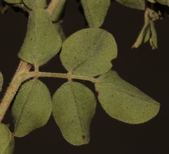 Indigofera superba