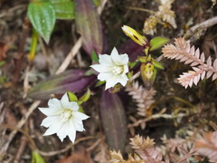 Gentiana flavomaculata