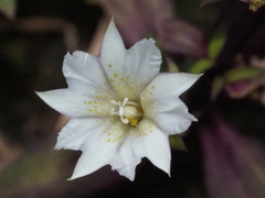 Gentiana flavomaculata, photograph author not stated, no rights reserved