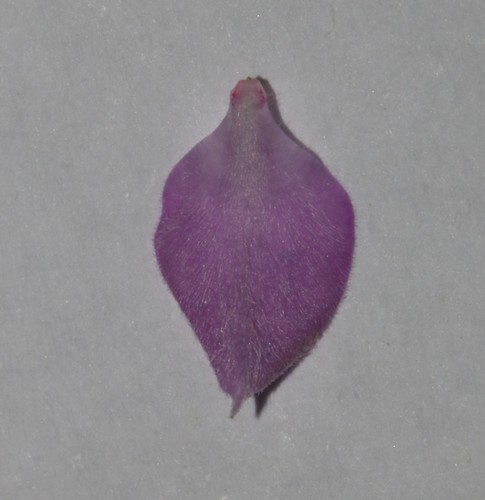 Image of Indigofera superba by (c) Brian du Preez, some rights reserved (CC BY-SA)