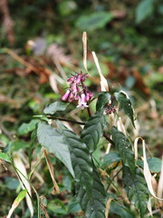 Ophiorrhiza japonica, photograph author not stated, no rights reserved