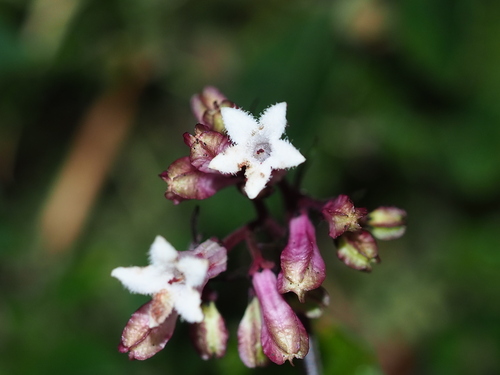 Ophiorrhiza japonica