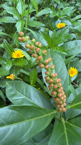 Citharexylum caudatum observed 2026-06-23