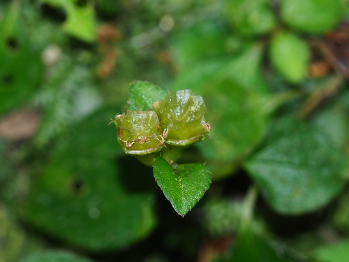 Sarcopyramis napalensis, photograph 3