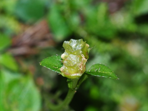 Sarcopyramis napalensis, photograph 2