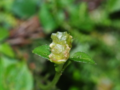Sarcopyramis napalensis, photograph author not stated, no rights reserved