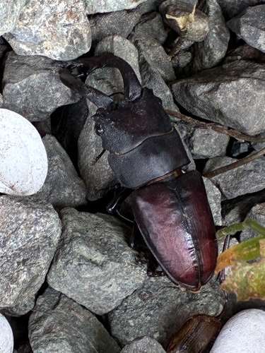Prosopocoilus inclinatus inclinatus