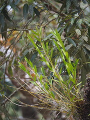 author not stated, no rights reserved Dendrobium chryseum, photograph author not stated, no rights reserved