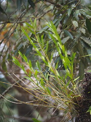 author not stated, no rights reserved Dendrobium chryseum, photograph author not stated, no rights reserved