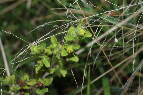 Acanthospermum hispidum, photograph 6