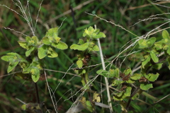 Acanthospermum hispidum, photograph (c) Greg Tasney, some rights reserved (CC BY-SA)