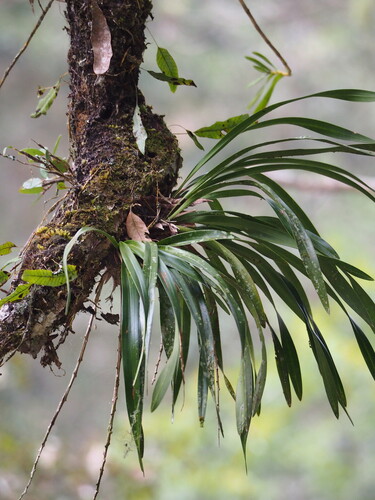 Cymbidium floribundum