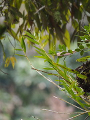 author not stated, no rights reserved Dendrobium chryseum, photograph author not stated, no rights reserved