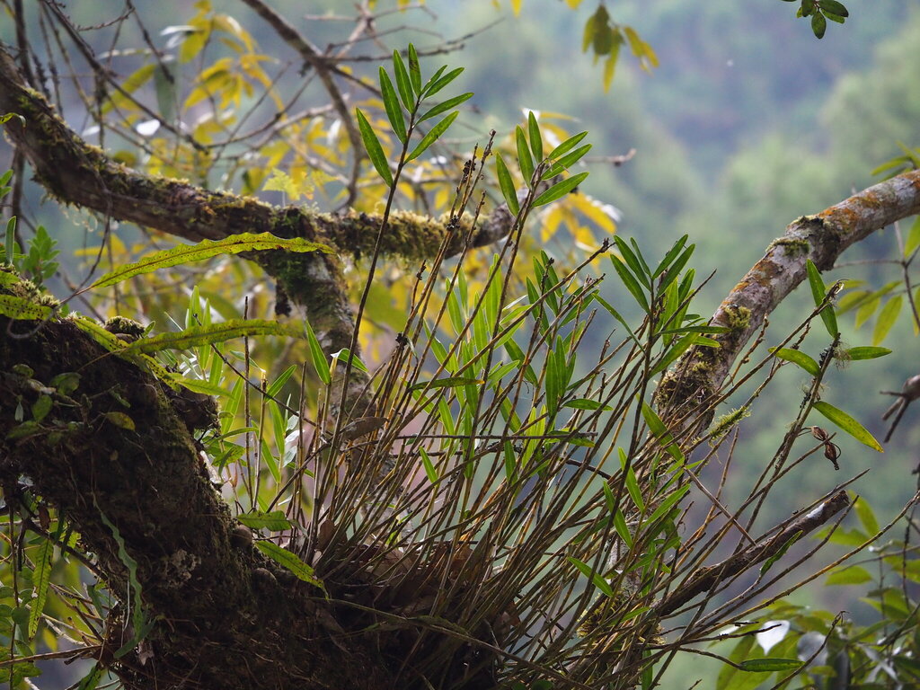 Dendrobium chryseum; photograph author not stated, no rights reserved