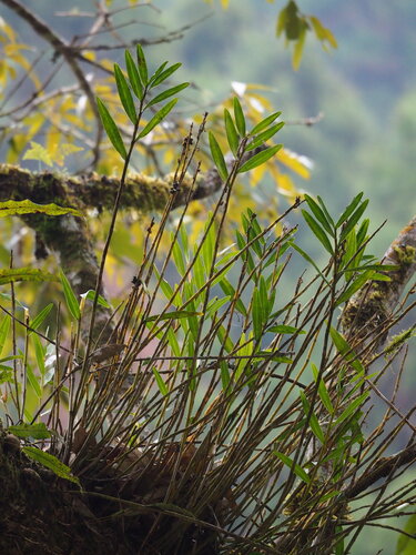Dendrobium chryseum, photograph 1