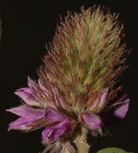 Image of Indigofera superba by (c) Brian du Preez, some rights reserved (CC BY-SA)