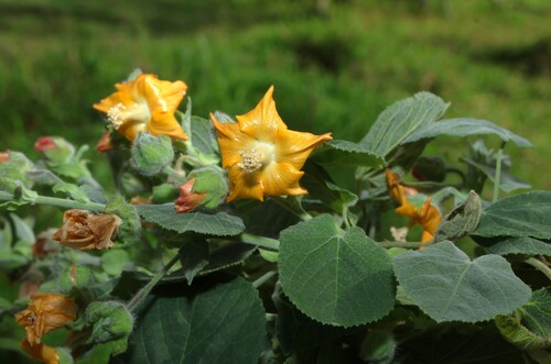 Abutilon auritum