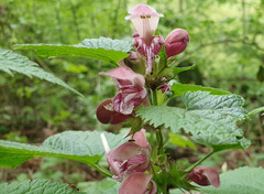 Lamium orvala
