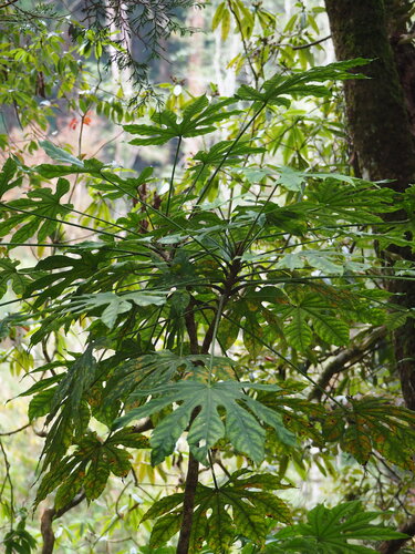 Fatsia polycarpa, photograph 3