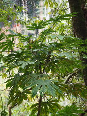 Fatsia polycarpa, photograph author not stated, no rights reserved