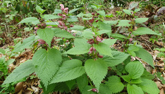 Lamium orvala