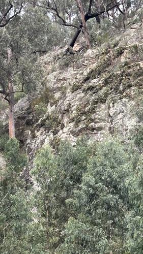 rock orchid