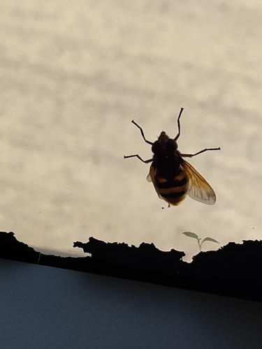 Hornet Mimic Hover Fly