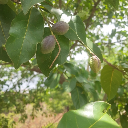 Terminalia chebula observed 2026-06-22