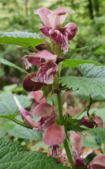 Lamium orvala
