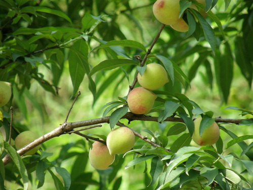 Peach