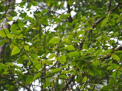 author not stated, no rights reserved Trochodendron aralioides, photograph author not stated, no rights reserved