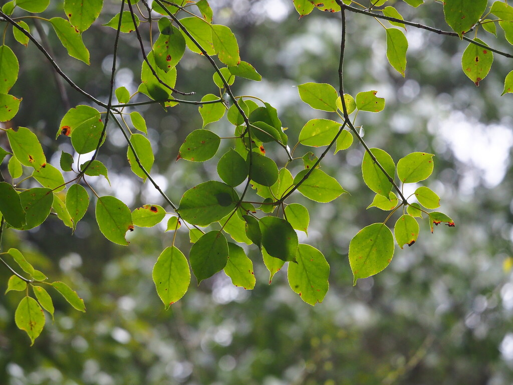 Trochodendron aralioides; photograph author not stated, no rights reserved
