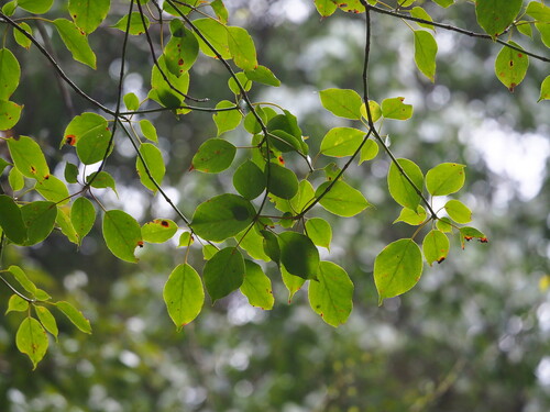 Trochodendron aralioides