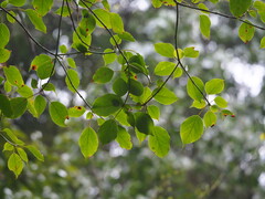 Trochodendron aralioides