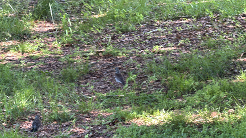 Fieldfare