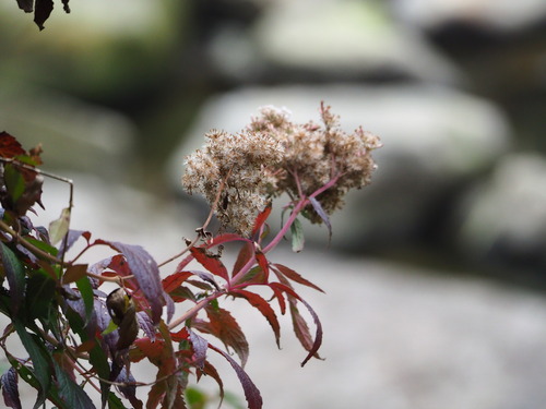 Eupatorium formosanum, photograph 6