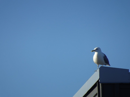 Common Gull