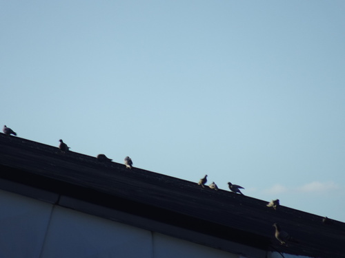 Feral Pigeon
