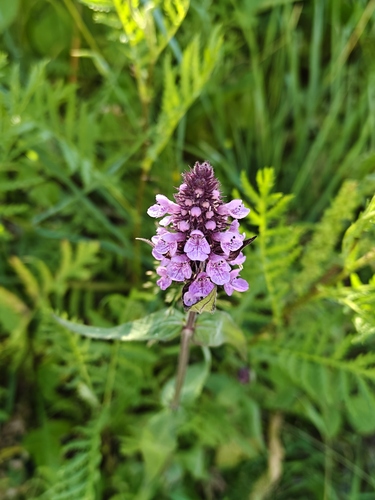 Marsh Woundwort
