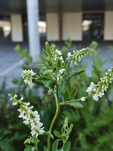 White Sweetclover