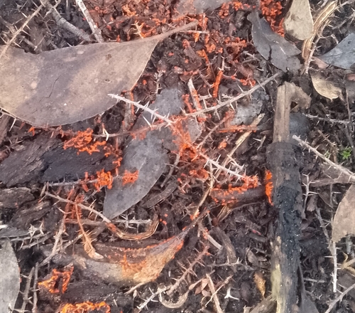Willkommlangea reticulata