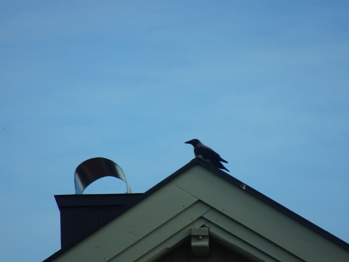 Hooded Crow