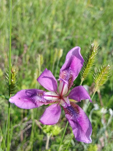 Iris dichotoma, photograph 4