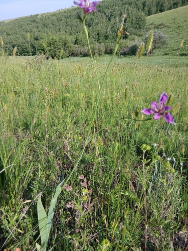 Iris dichotoma, photograph 5