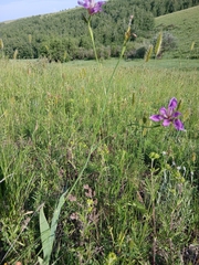 Iris dichotoma, photograph (c) Святослав Власенко, some rights reserved (CC BY)